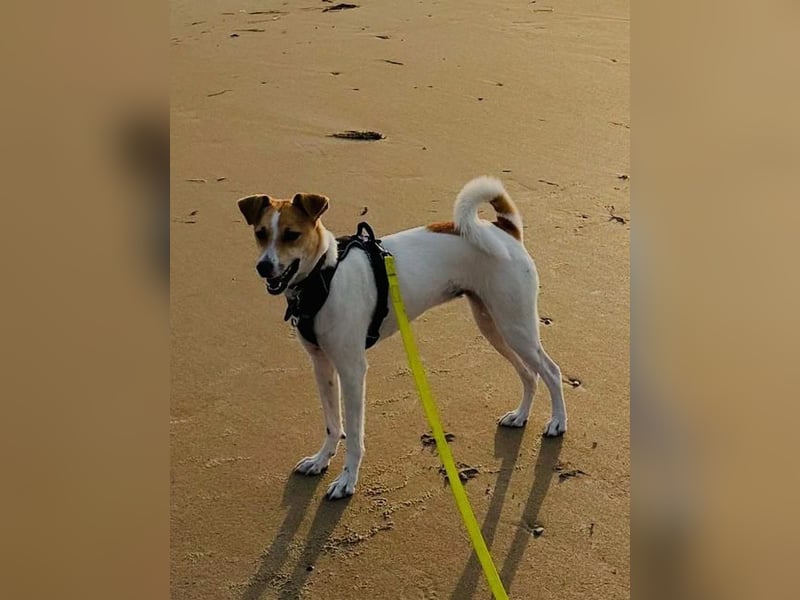 PIPPA, passionierte Waldläuferin, 4 Jahre, 55 cm, Mischling, Tierschutz, Köln