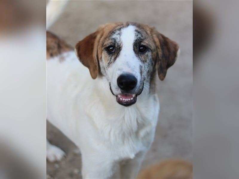 Lance, geb. ca. 02/2022, lebt in GRIECHENLAND, im städt. Tierheim Serres