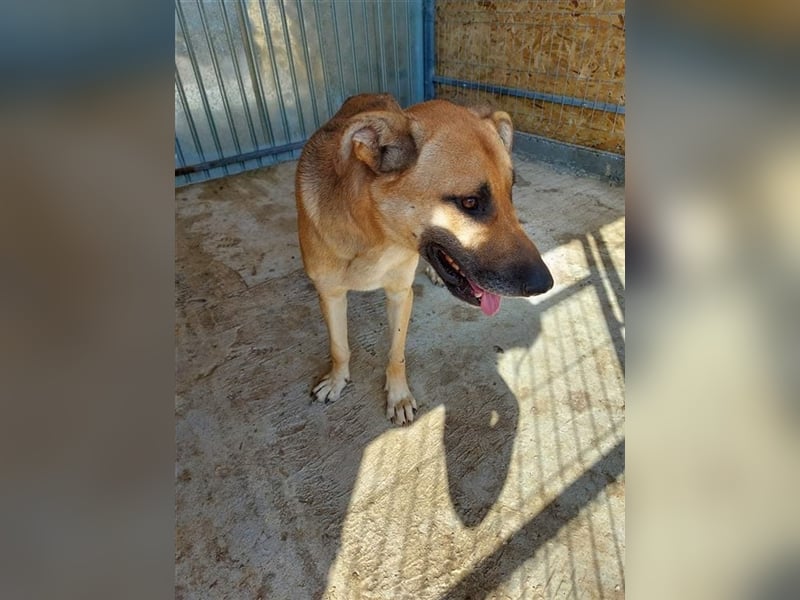 Pluto, der Hölle Tötung Vaslui entkommen