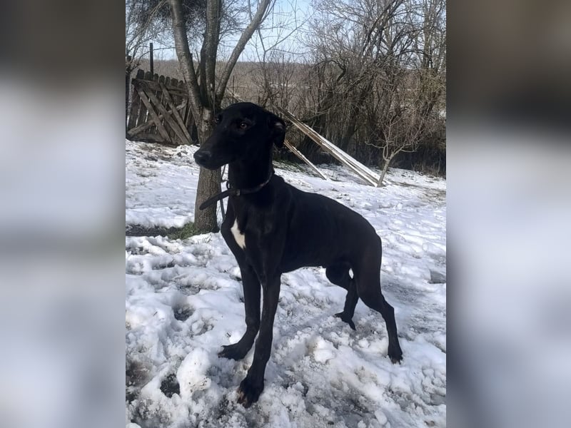 Sancho Tierschutzhund sucht ein Zuhause