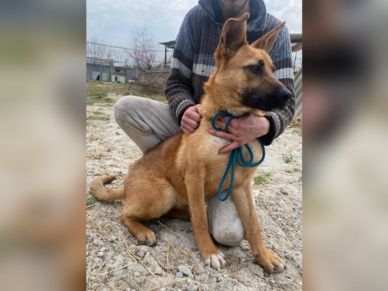 Eda sucht Abenteuer-Buddy