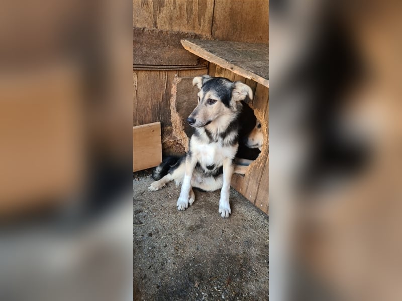 Liebevoller Jungrüde hat es satt, im Shelter zu sein