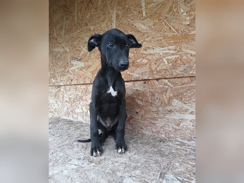 Sancho Tierschutzhund sucht ein Zuhause