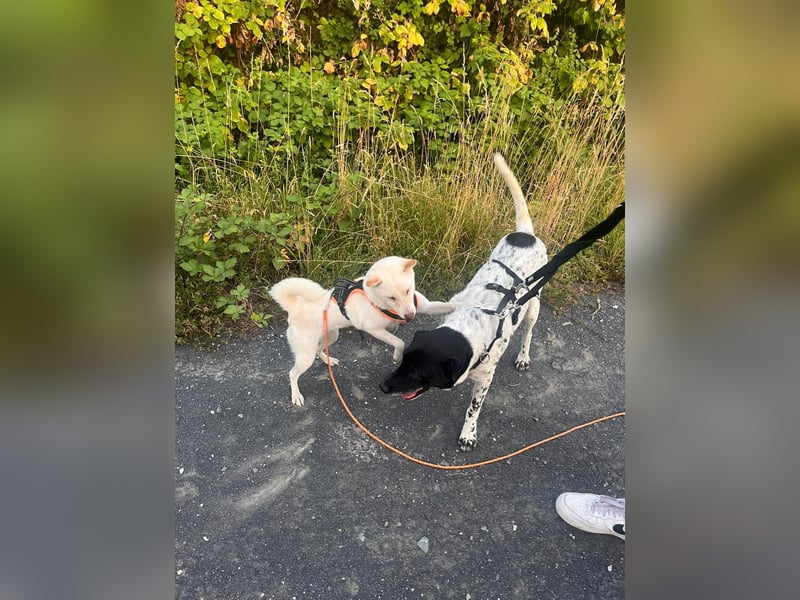 Rüde Monty auf Pflegestelle in D-Groß Gerau