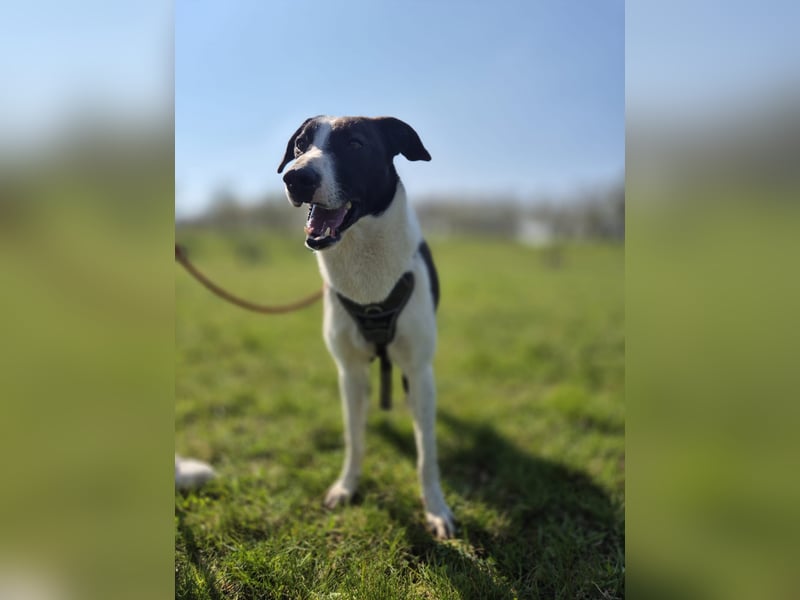 YAELA, wunderbarer Rohdiamant, 2,5 Jahre, 52 cm, Mischling, Tierschutz, Pflegestelle Bonn