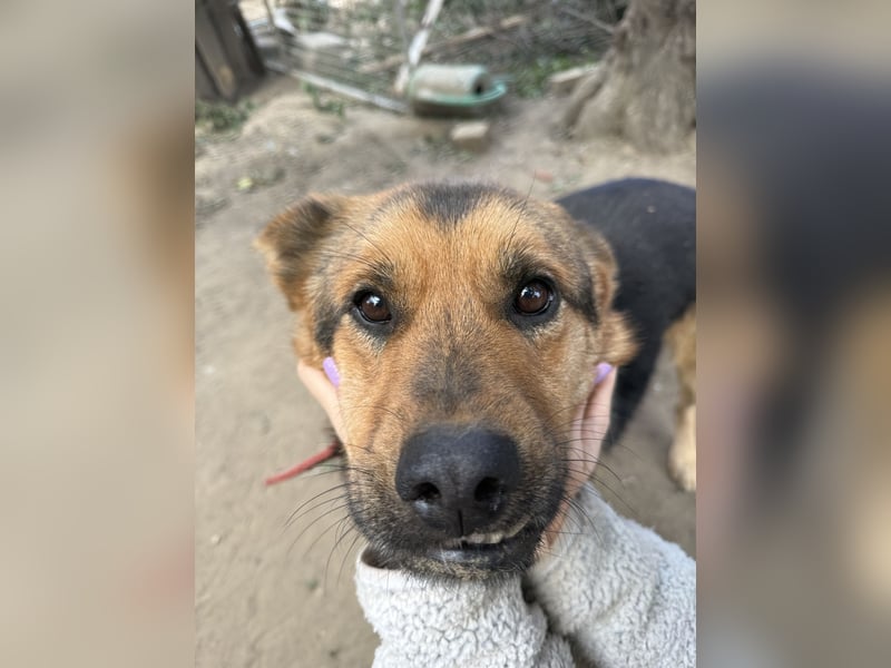 Berci - eine bezaubernder Rüde sucht sein Glück