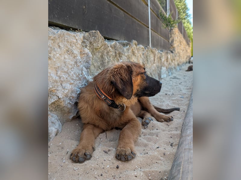 Zauberhafter Atos wartet auf unserem Tierschutzhof in Portugal!