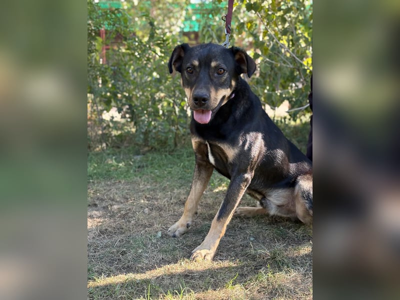 Lemmi,  hübscher Kerl sucht seine Familie