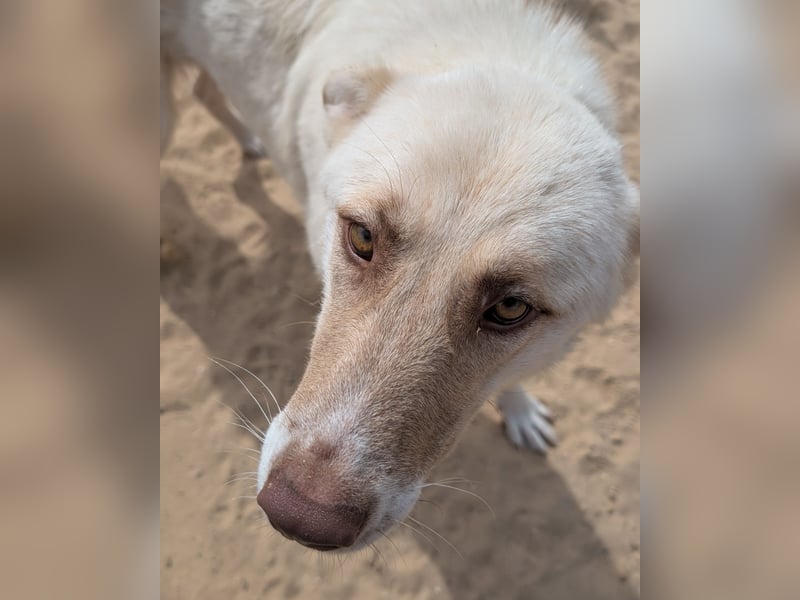 Sanfte Areia wartet auf unserem Tierschutzhof in Portugal auf dich!