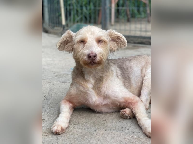 JESSICA, sanfte Hunde-Lady, 12 Jahre, 53 cm, Mischling, Tierschutz Rumänien