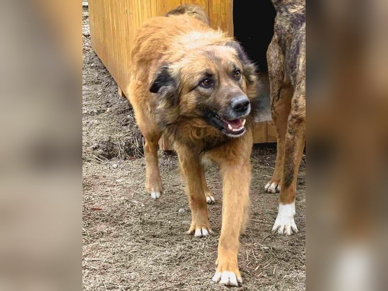 STEVE, charakterstarker Rüde, 9,5 Jahre, 53 cm, Mischling, Tierschutz Rumänien