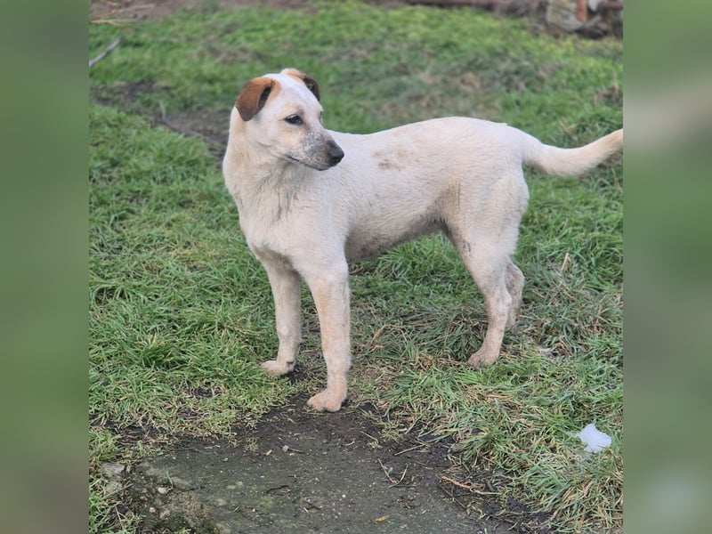 Junghündin Gia möchte Rumänien schnell verlassen