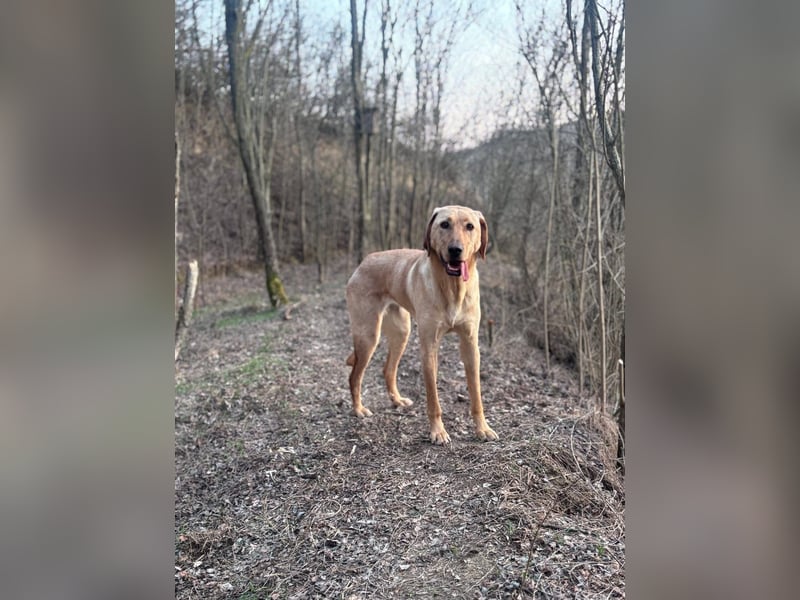 Charlotte sucht ein zu Hause