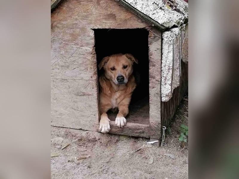 ⭐️HUNNY⭐️, Hündin, 7,5 Jahre, 53 cm, Mischling, Tierschutz