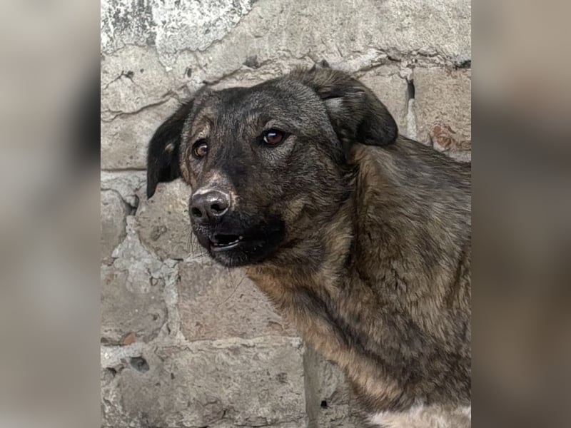 ⭐️AVA⭐️, toller Name, tolle Hündin, 2 Jahre, 52 cm, Mischling, Tierschutz