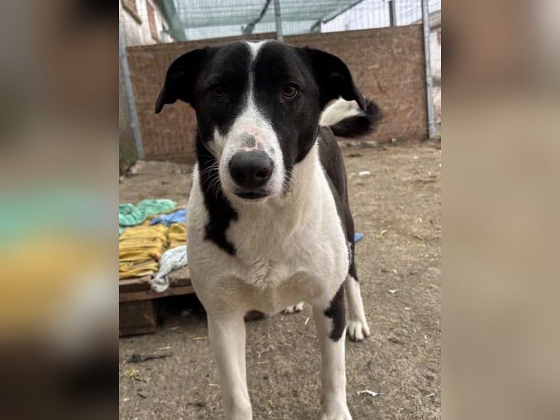 ⭐️GERDI⭐️, herzliche Hündin, 2,5 Jahre, 54 cm, Mischling, Tierschutz