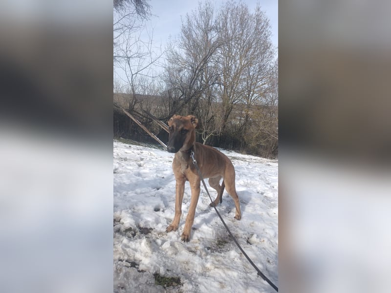 Seppl Tierschutzhund sucht ein Zuhause