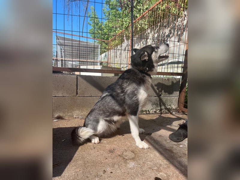 Hanna - Huskyhündin sucht Geborgenheit