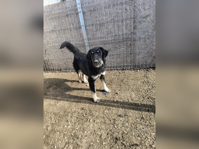 ⭐️DEALY⭐️, sanfte Schönheit, Hündin, 11 Monate, ca. 55 cm, Mischling, Tierschutz