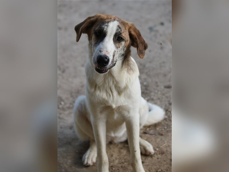 Lance, geb. ca. 02/2022, lebt in GRIECHENLAND, im städt. Tierheim Serres