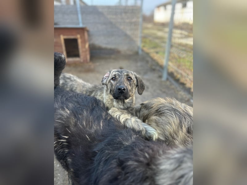 HELEN, schüchternes Notfell, 10 Monate, 53 cm, Herdenschutz-Mix, Tierschutz Rumänien