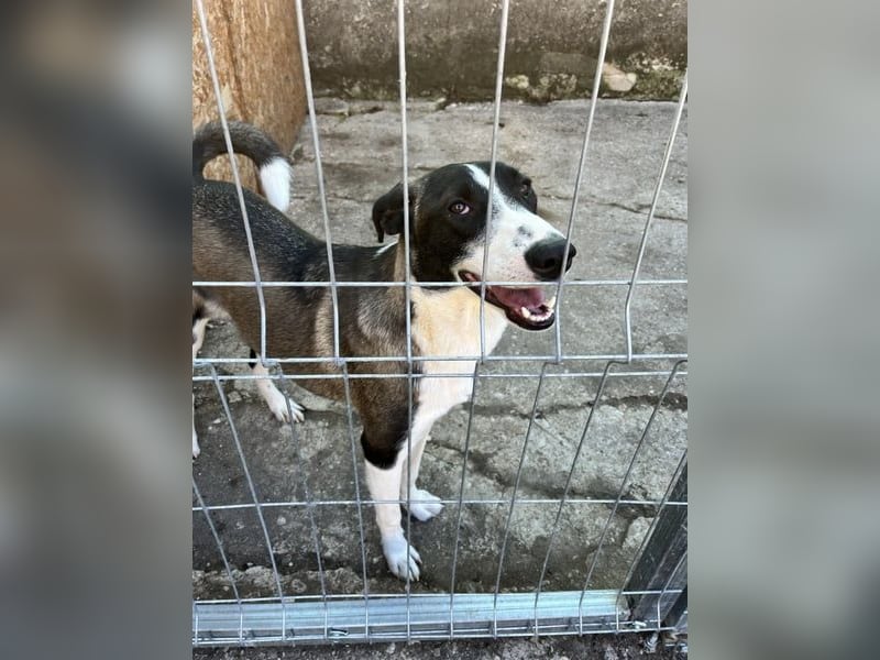 ⭐️YADE⭐️, Kuschelkönigin, 2,5 Jahre, 56 cm, Mischling, Tierschutz Rumänien