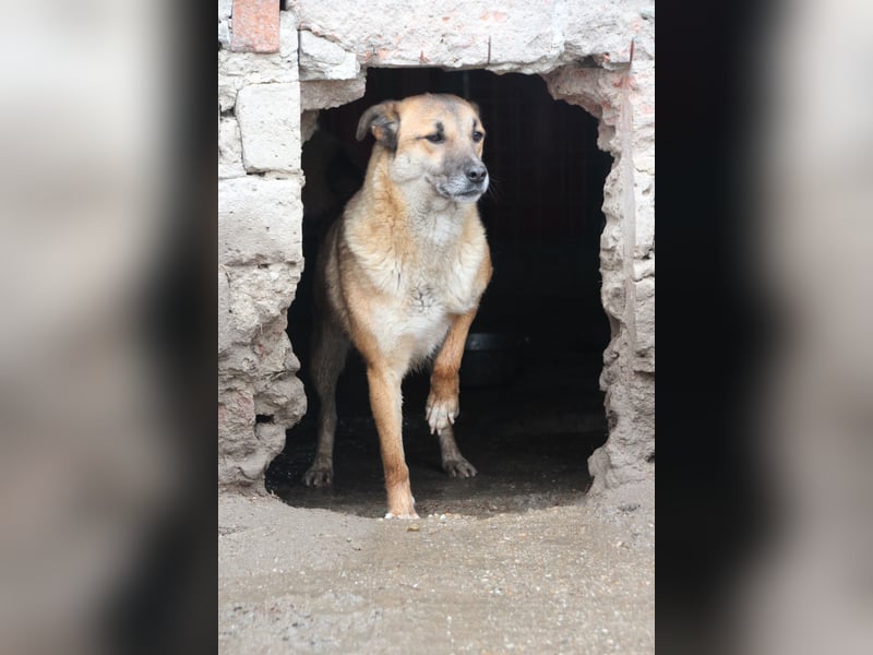 ⭐️FRIDO⭐️, Rüde, 4 Jahre, 54 cm, Mischling, Tierschutz