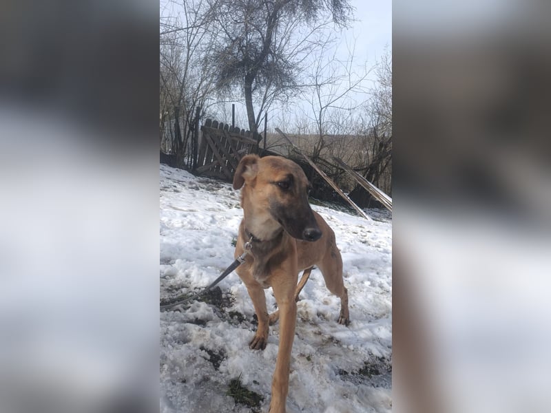 Saphira Tierschutzhund sucht ein Zuhause