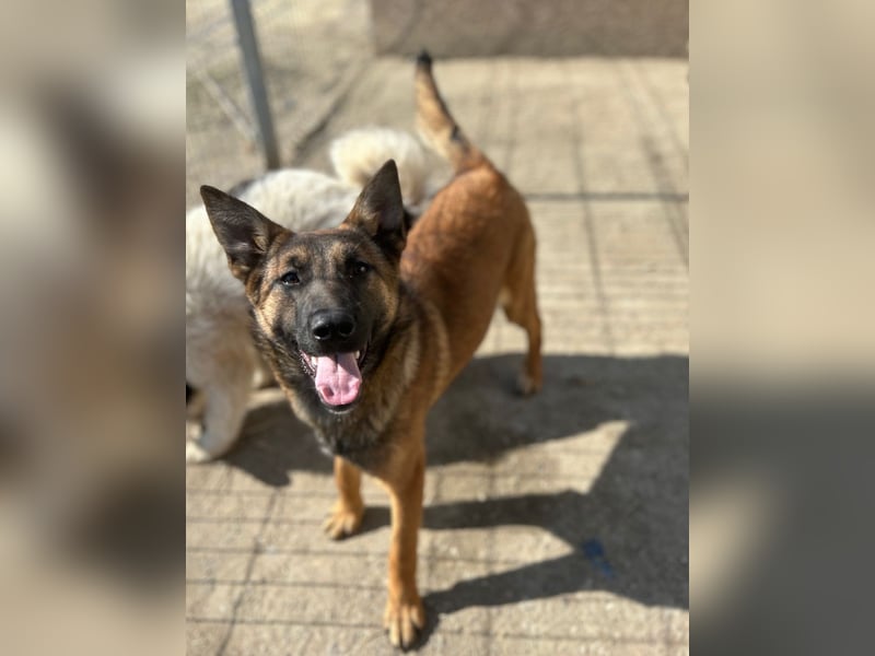 ⭐️TIRANA⭐️, Malinois-Mischling, Hündin, 8 Monate, 54 cm, Mischling, Tierschutz Rumänien
