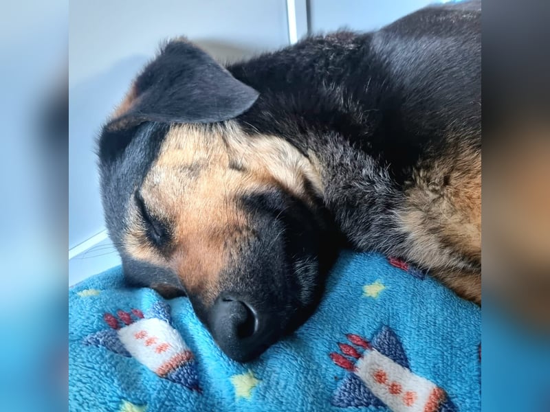 EDO, Küsschen-König, 1 Jahr, 57 cm, Mischling, Pflegestelle 53773, Tierschutz Rumänien