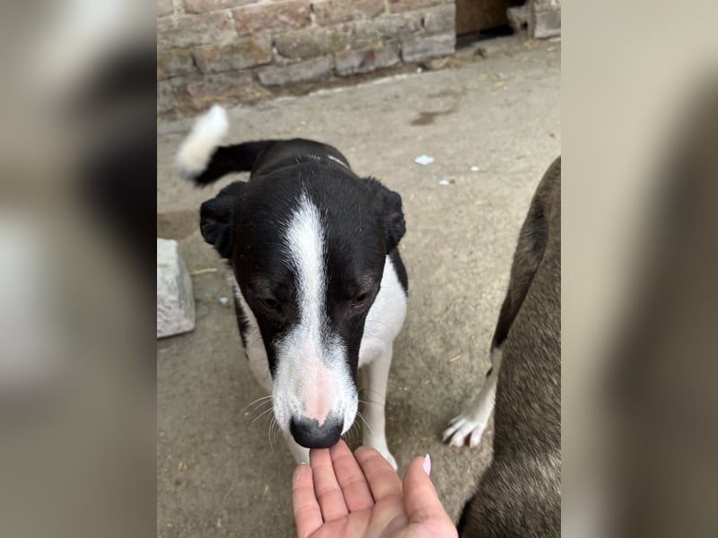 YAELA, wunderbarer Rohdiamant, 2,5 Jahre, 52 cm, Mischling, Tierschutz, Pflegestelle Bonn