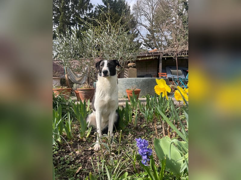 YAELA, wunderbarer Rohdiamant, 2,5 Jahre, 52 cm, Mischling, Tierschutz, Pflegestelle Bonn