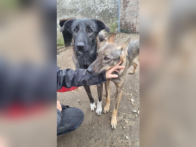⭐️AVA⭐️, toller Name, tolle Hündin, 2 Jahre, 52 cm, Mischling, Tierschutz