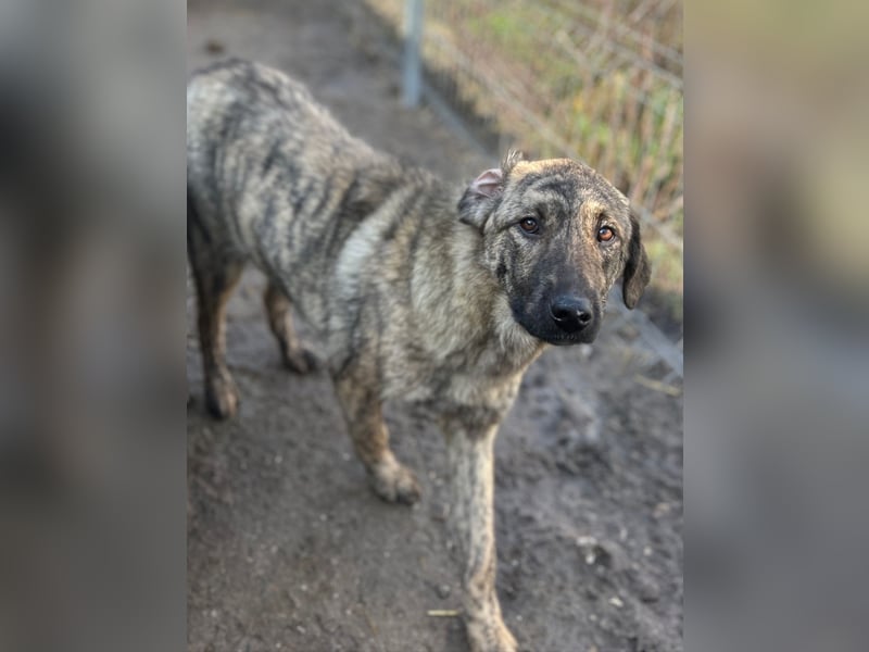 HELEN, schüchternes Notfell, 10 Monate, 53 cm, Herdenschutz-Mix, Tierschutz Rumänien
