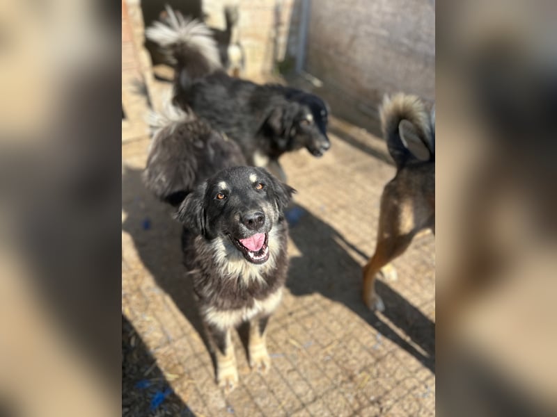 ⭐️DEALY⭐️, sanfte Schönheit, Hündin, 11 Monate, ca. 55 cm, Mischling, Tierschutz