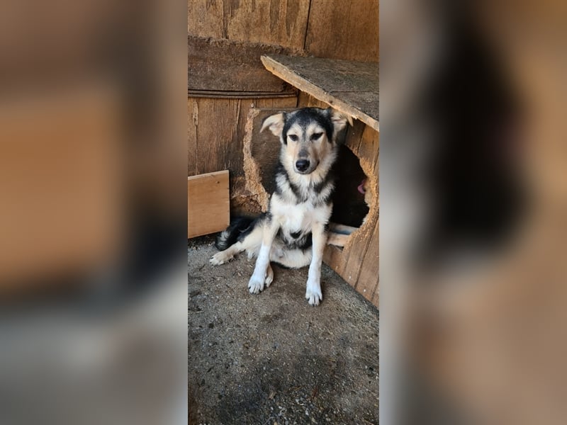 Liebevoller Jungrüde hat es satt, im Shelter zu sein