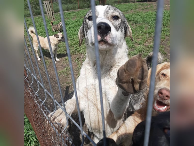 Hier kommt der tolle OLE