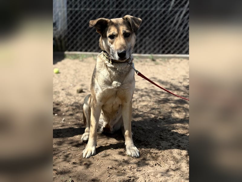 Nayeli sucht ein Zuhause mit Erfahrung