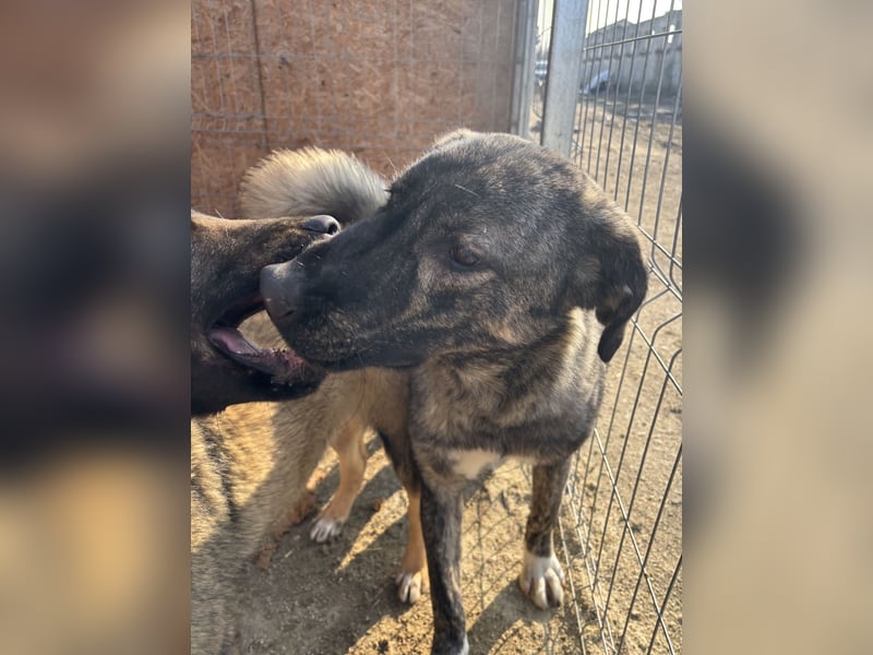 Notfell ⭐️ARI⭐️, besondere Hundeseele, Rüde, 2 Jahre, 55cm, Mischling, Tierschutz