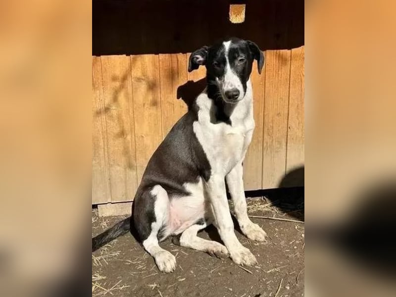 ⭐️GERDI⭐️, herzliche Hündin, 2,5 Jahre, 57 cm, Mischling, Tierschutz