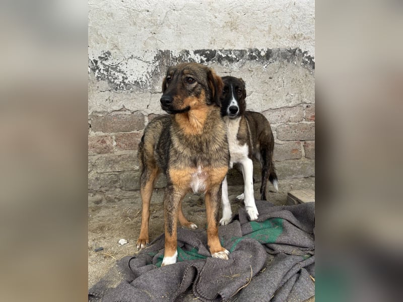 ⭐️AMY⭐️, unkomplizierte Hündin, 2 Jahre, 59 cm, Mischling, Tierschutz Rumänien