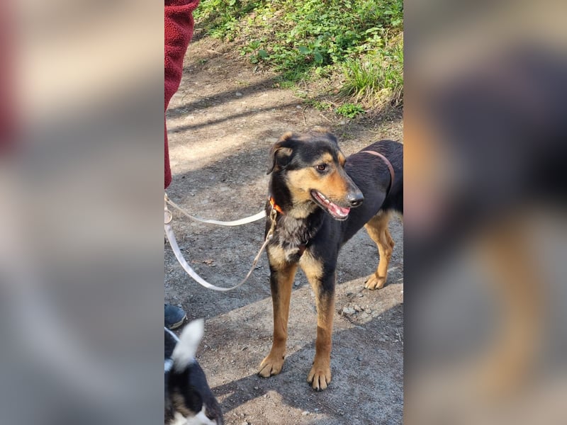 EDO, Küsschen-König, 1 Jahr, 57 cm, Mischling, Pflegestelle 53773, Tierschutz Rumänien