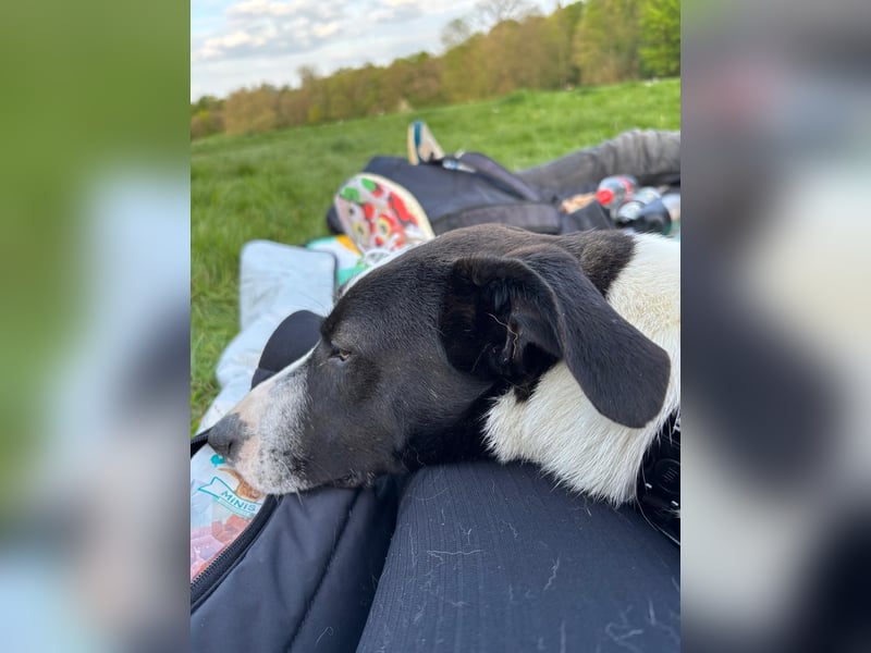 YAELA, superliebe Kuschelmaus, 2,5 Jahre, 52 cm, Mischling, Tierschutz Rumänien, Pflegestelle Köln