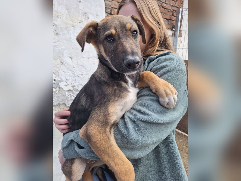 ⭐️EPPO⭐️, entspannter, junger Rüde, 9 Monate, bis 50cm ausgew., Mischling, Tierschutz