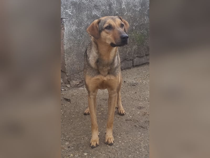⭐️WUMMEL⭐️, Herzenshund, Rüde, 2,5 Jahre, 52 cm, Mischling, Tierschutz Rumänien