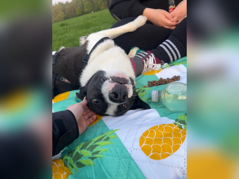 YAELA, superliebe Kuschelmaus, 2,5 Jahre, 52 cm, Mischling, Pflegestelle Köln, Tierschutz Rumänien