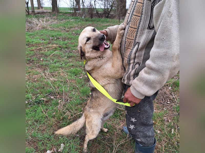 Junghund 884936 - noch ohne Namen