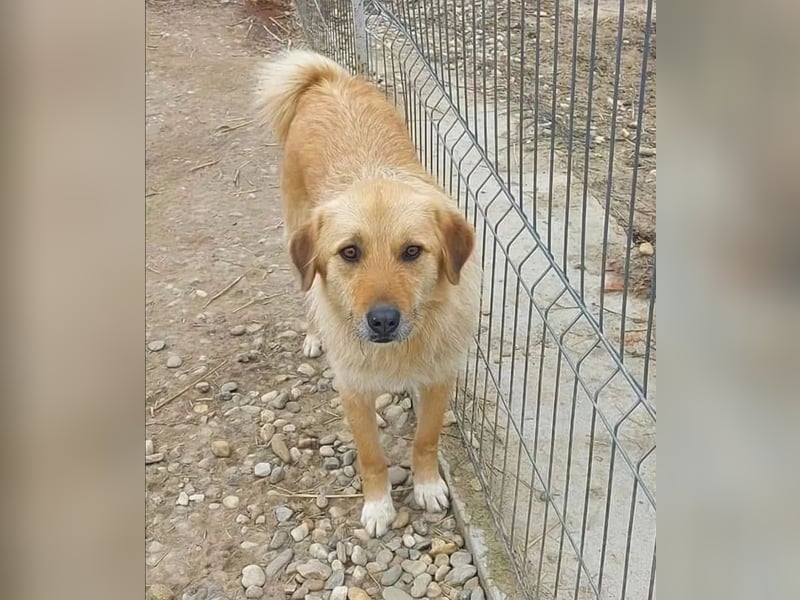 Flora Tierschutzhund sucht ein Zuhause