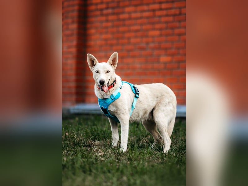 Vorsichtiger Whitey sucht seine Menschen