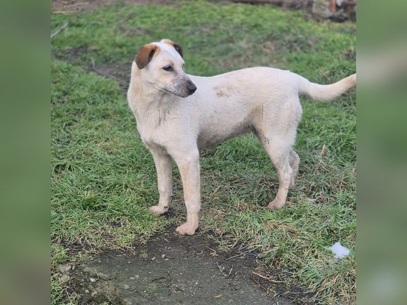 Junghündin Gia möchte Rumänien schnell verlassen